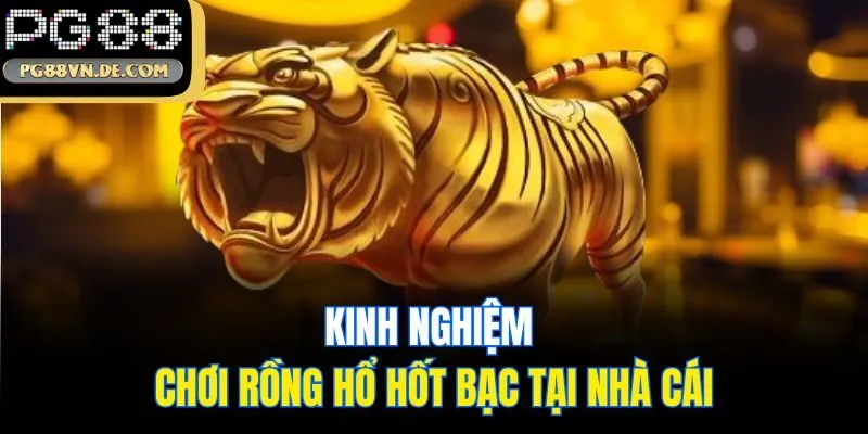 Kinh nghiệm chơi Rồng Hổ hốt bạc tại nhà cái